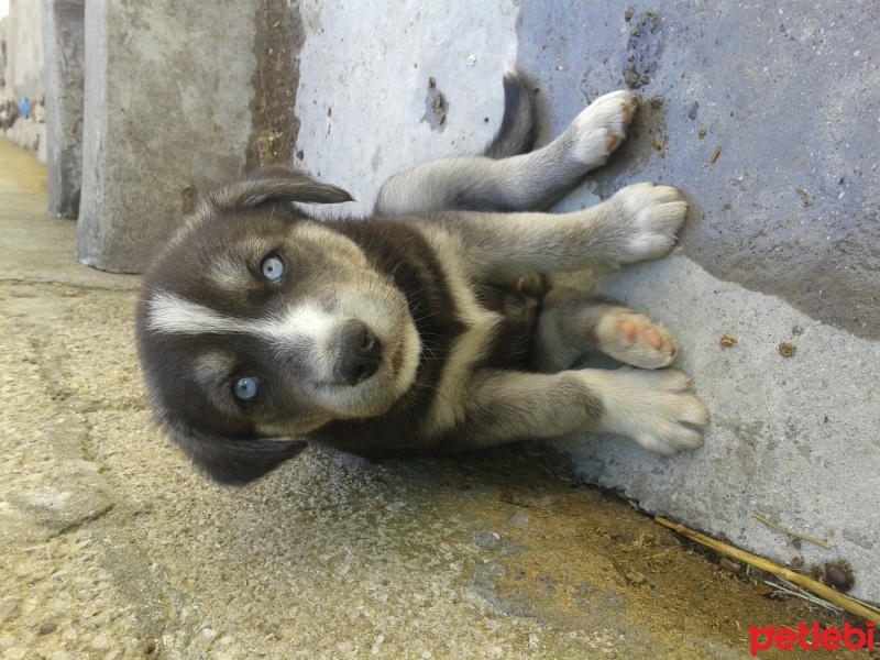 Sibirya Kurdu (Husky), Köpek  Reis fotoğrafı