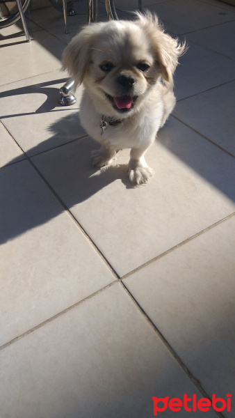 Pekingese, Köpek  Krem fotoğrafı