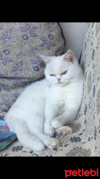İran Kedisi (Persian), Kedi  Latte fotoğrafı