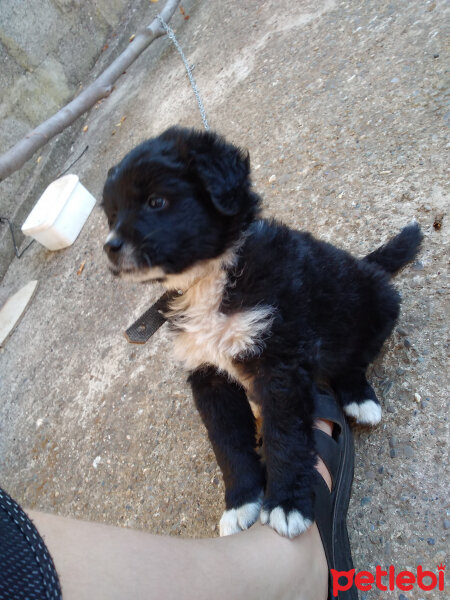 Border Collie, Köpek  Şimşek fotoğrafı