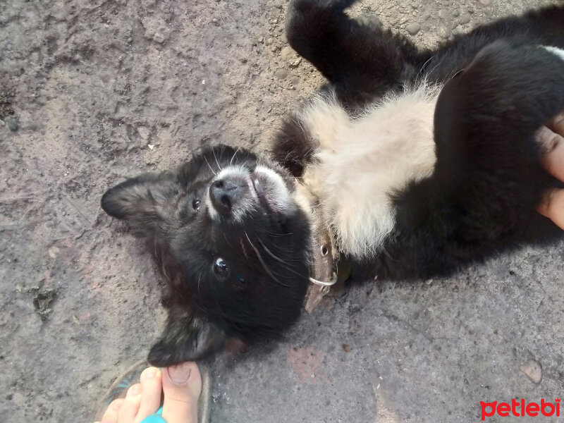 Border Collie, Köpek  Şimşek fotoğrafı