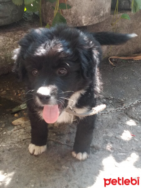 Border Collie, Köpek  Şimşek fotoğrafı