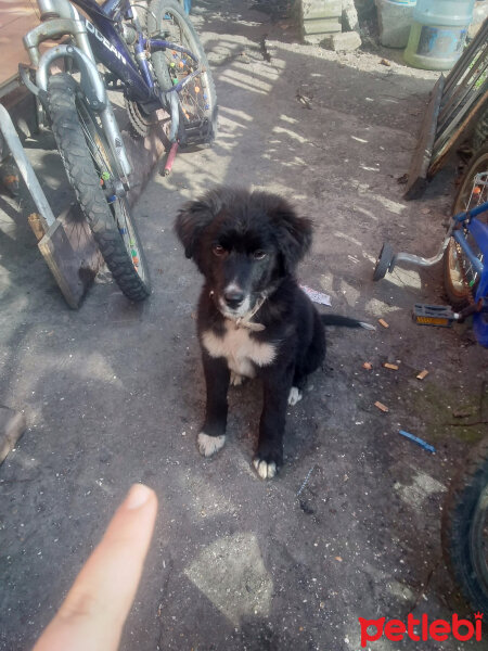 Border Collie, Köpek  Şimşek fotoğrafı