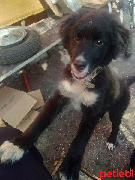 Border Collie, Köpek  Şimşek fotoğrafı