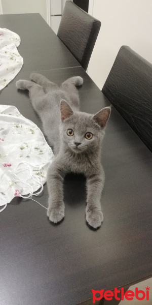 British Shorthair, Kedi  Gölge fotoğrafı