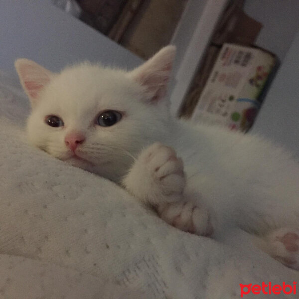 British Shorthair, Kedi  Rıfkı Bey fotoğrafı