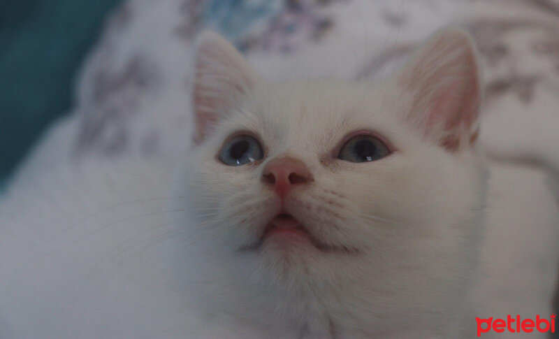 British Shorthair, Kedi  Rıfkı Bey fotoğrafı