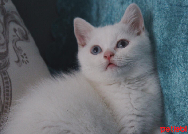 British Shorthair, Kedi  Rıfkı Bey fotoğrafı