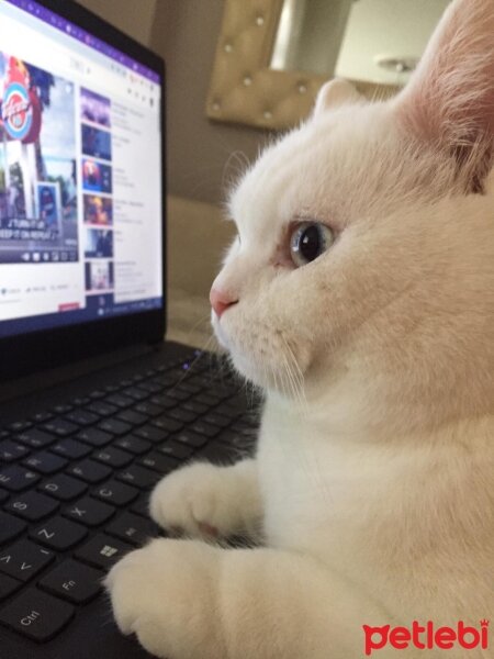 British Shorthair, Kedi  Rıfkı Bey fotoğrafı