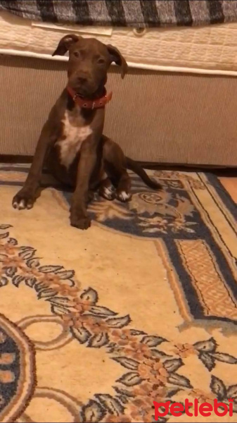 Amerikan Pitbull Terrier, Köpek  Bane fotoğrafı