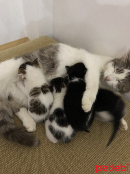 Tekir Kedi, Kedi  Şanslı fotoğrafı