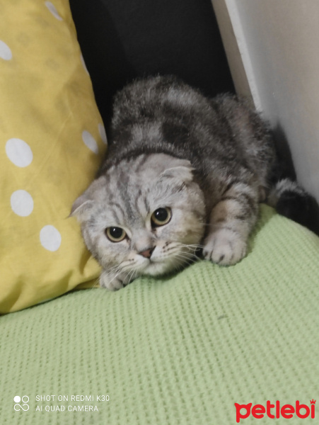 Scottish Fold, Kedi  Şirin Hera ve gölge  miço duman beyaz fotoğrafı