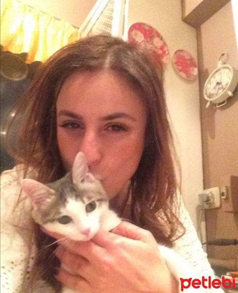 Tekir Kedi, Kedi  elizabeth fotoğrafı