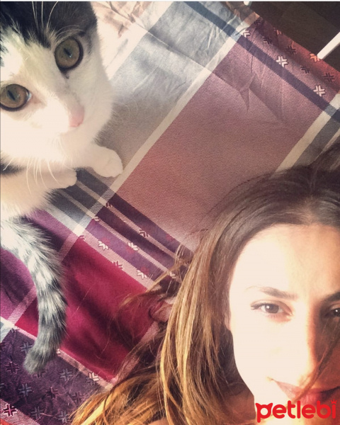 Tekir Kedi, Kedi  elizabeth fotoğrafı