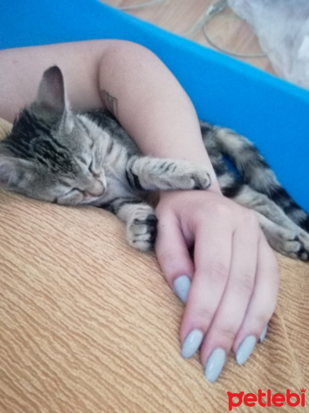 Tekir Kedi, Kedi  reina fotoğrafı