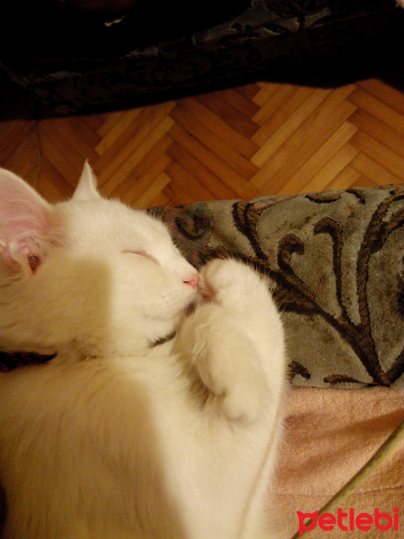 Van Kedisi, Kedi  Pamuk fotoğrafı