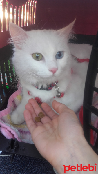 Van Kedisi, Kedi  Pamuk fotoğrafı