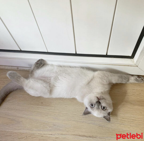 Scottish Fold, Kedi  Sütlaç Felix fotoğrafı