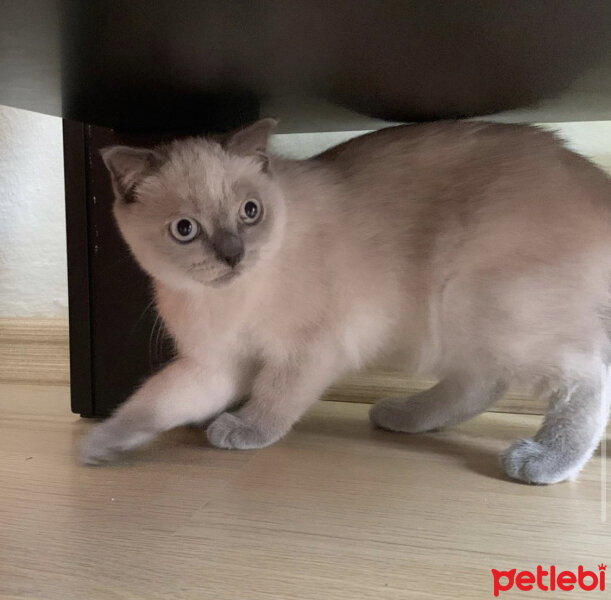 Scottish Fold, Kedi  Sütlaç Felix fotoğrafı