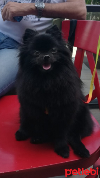 Pomeranyalı, Köpek  Gofret fotoğrafı