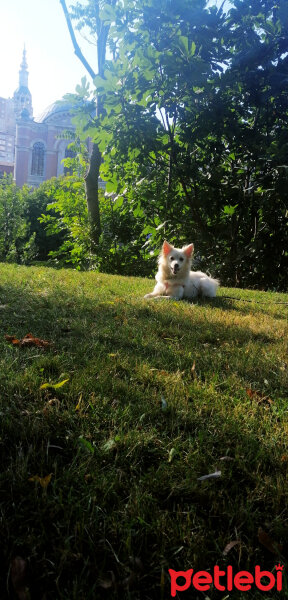 Finnish Spitz, Köpek  Masha fotoğrafı