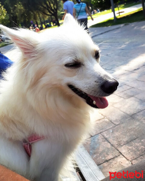 Finnish Spitz, Köpek  Masha fotoğrafı