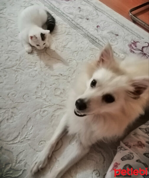 Finnish Spitz, Köpek  Masha fotoğrafı