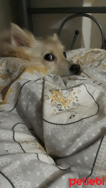 Finnish Spitz, Köpek  Masha fotoğrafı