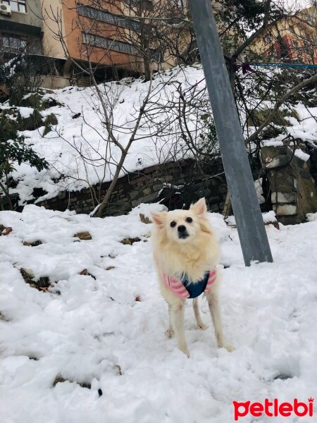 Finnish Spitz, Köpek  Masha fotoğrafı