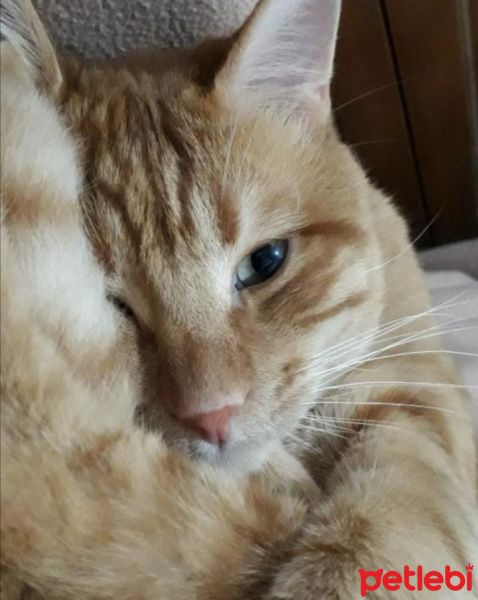 Sarman, Kedi  yuki fotoğrafı