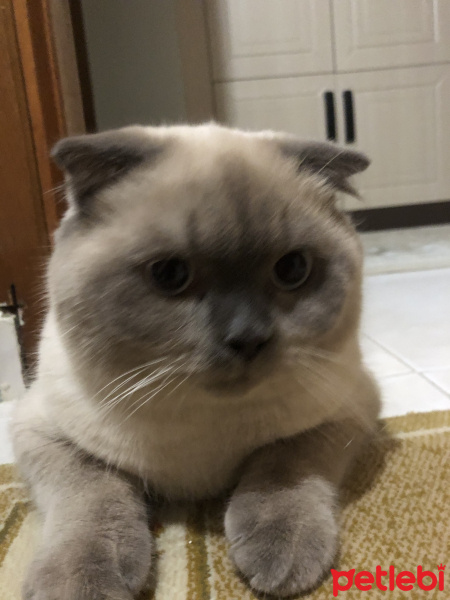 Scottish Fold, Kedi  Minyak bulutut fotoğrafı
