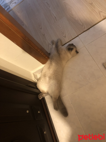 Scottish Fold, Kedi  Minyak bulutut fotoğrafı