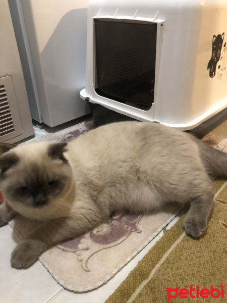 Scottish Fold, Kedi  Minyak bulutut fotoğrafı