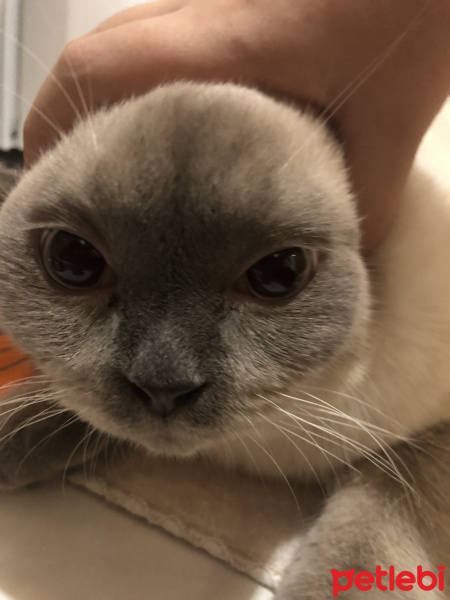 Scottish Fold, Kedi  Minyak bulutut fotoğrafı