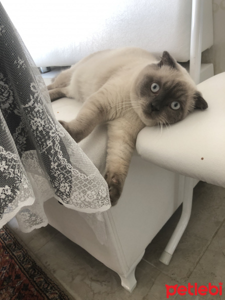 Scottish Fold, Kedi  Minyak bulutut fotoğrafı