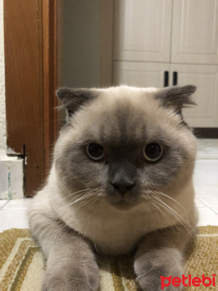 Scottish Fold, Kedi  Minyak bulutut fotoğrafı