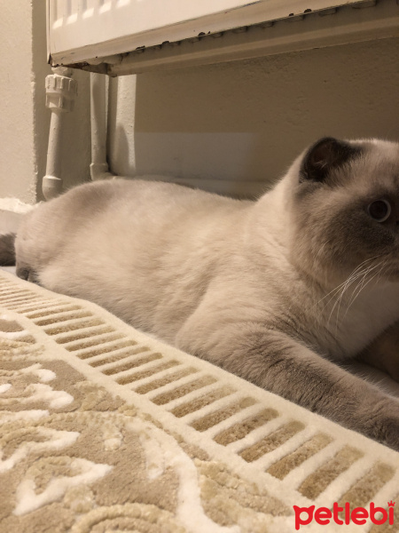 Scottish Fold, Kedi  Minyak bulutut fotoğrafı