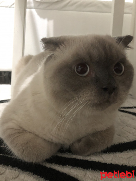 Scottish Fold, Kedi  Minyak bulutut fotoğrafı