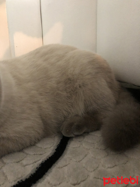 Scottish Fold, Kedi  Minyak bulutut fotoğrafı