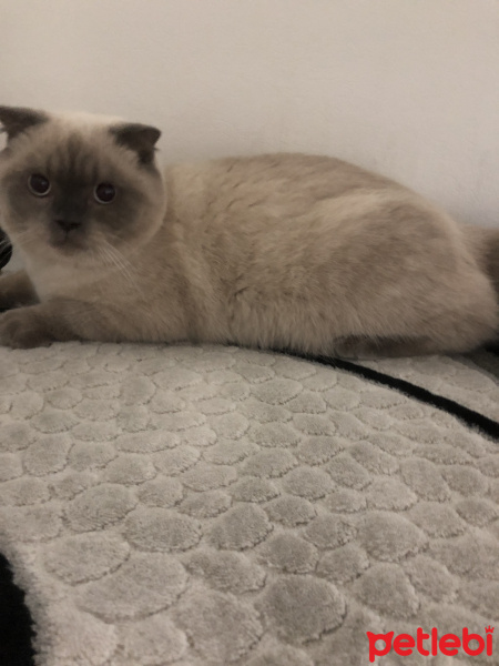 Scottish Fold, Kedi  Minyak bulutut fotoğrafı