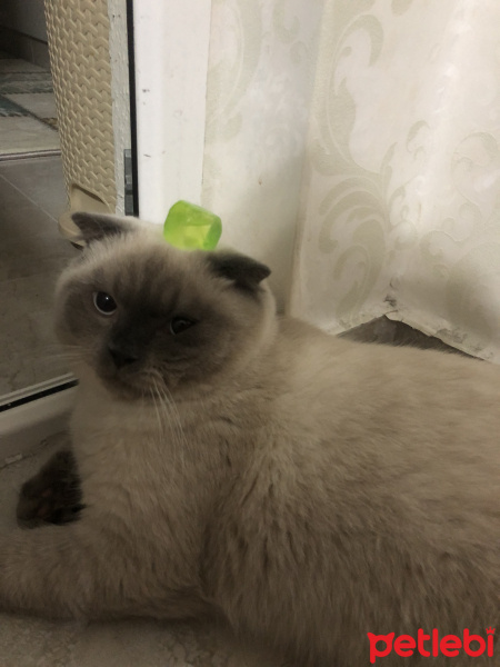 Scottish Fold, Kedi  Minyak bulutut fotoğrafı