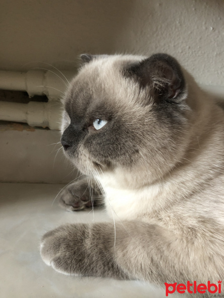 Scottish Fold, Kedi  Minyak bulutut fotoğrafı