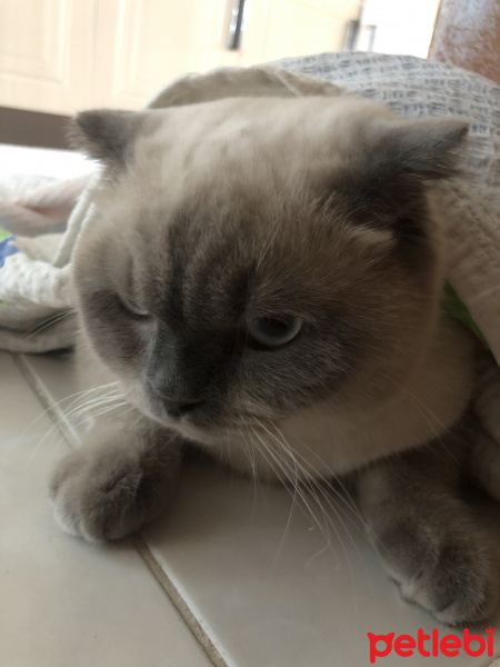 Scottish Fold, Kedi  Minyak bulutut fotoğrafı