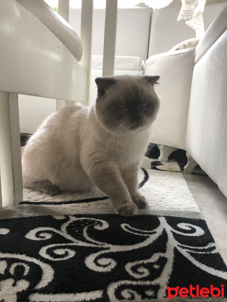 Scottish Fold, Kedi  Minyak bulutut fotoğrafı