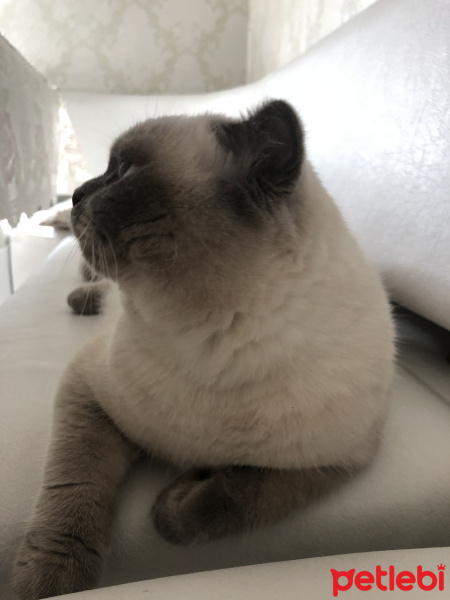 Scottish Fold, Kedi  Minyak bulutut fotoğrafı