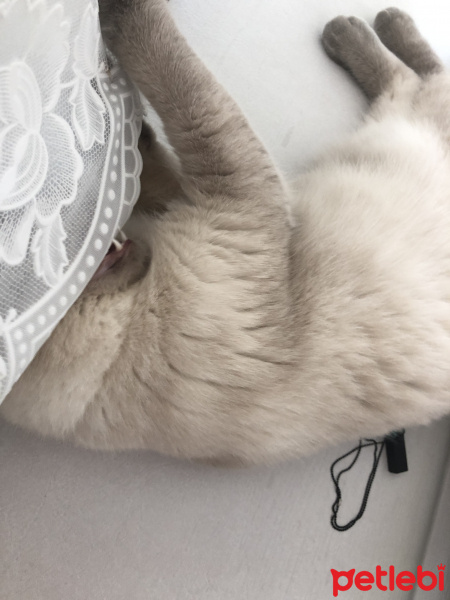 Scottish Fold, Kedi  Minyak bulutut fotoğrafı