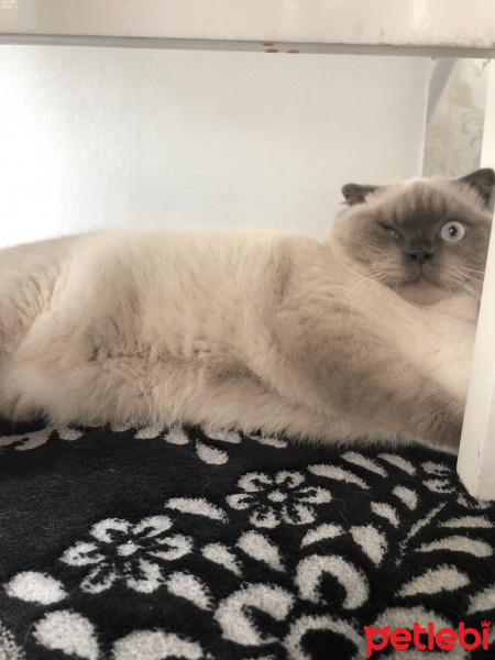 Scottish Fold, Kedi  Minyak bulutut fotoğrafı