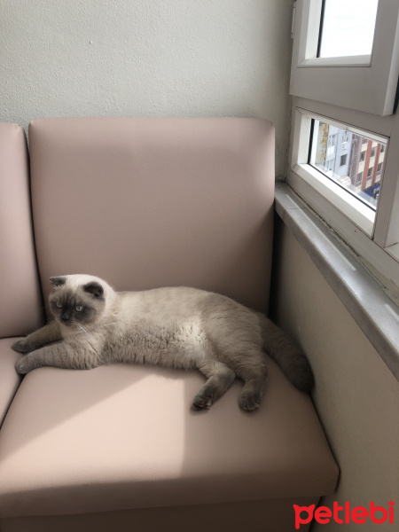 Scottish Fold, Kedi  Minyak bulutut fotoğrafı