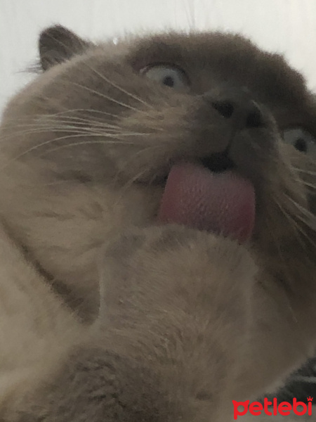 Scottish Fold, Kedi  Minyak bulutut fotoğrafı