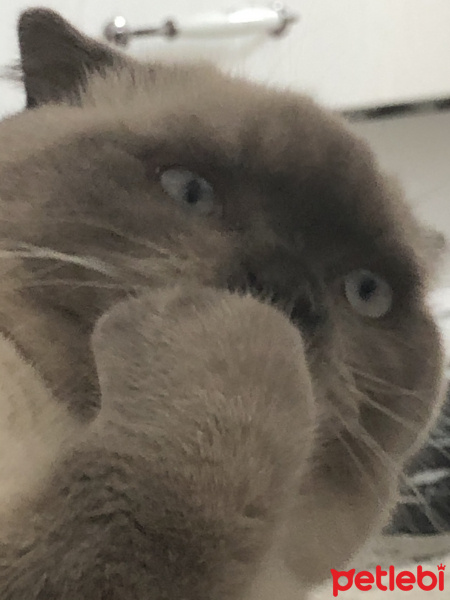 Scottish Fold, Kedi  Minyak bulutut fotoğrafı